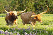 Texas Longhorn Bull and Cow