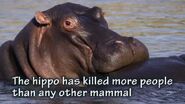 The Hippopotamus Has Killed More People Than Most Other Mammals