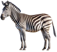 Zebra, Mountain (Dodo Heroes).png (969 KB) Mountain Zebra