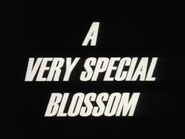 A Very Special Blossom (November 26, 1999)