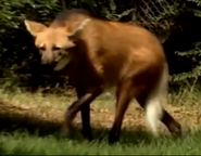 Animal Atlas Maned Wolf