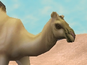 Dromedary-zootycoon2018