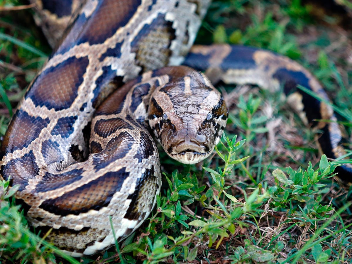 72 Most Dangerous Animals: North America | The Parody Wiki | Fandom