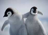 Emperor Penguin Chicks hug