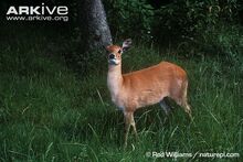 Female-chousingha.jpg