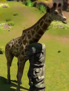 Kordofan-giraffe-zootycoon3