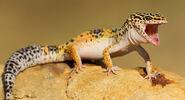 Leopard Gecko as Ice Bear