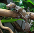 Giant Leaf-Tailed Gecko as Alwalkeria