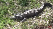 American Alligator as Suchomimus