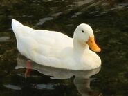 Pekin Duck