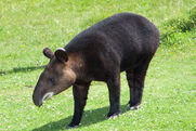 Tapir, Mountain.jpg