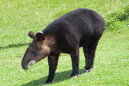 Tapir, Mountain