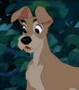 Tramp in Lady and the Tramp