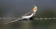 550px-Cockatiel.jpg