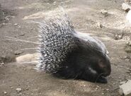African-Crested-Porcupine