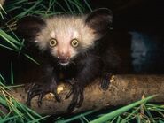 Baby Aye-aye