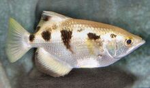 BandedArcherfishWFPeA Ap19AF.jpg