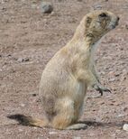Cynomys ludovicianus.jpg