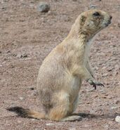 Black-Tailed Prairie Dog as Western Woolly Lemur