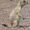 Black-Tailed Prairie Dog
