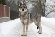 WolfDog