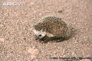 Desert-hedgehog.jpg