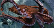 Giant pacific octopus (Enteroctopus dofleini)