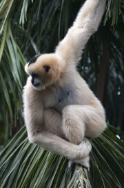 Gibbon, White-Cheeked.jpg