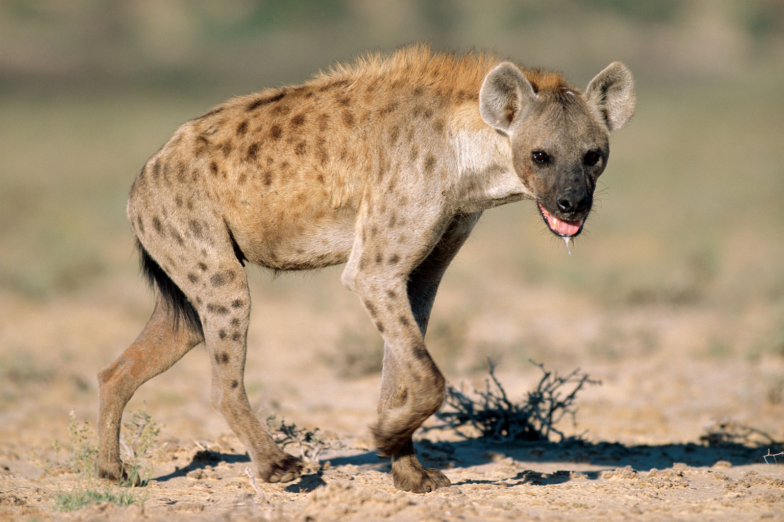 hyenas in africa