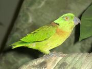 Lovebird, Black-Collared.jpg