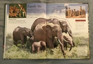 Mammals (Eye Wonder) (3).jpeg (2.16 MB)