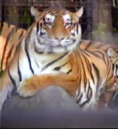 Maryland Zoo Tiger.png (441 KB)