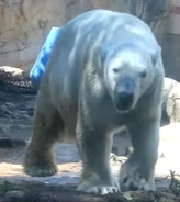 Memphis Zoo Polar Bear.png (792 KB)