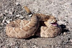 Rattlesnake.jpg