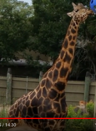 Rotshcild's Giraffe