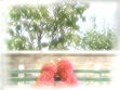 Tired from playing Wubbawubba Boing Boing, the 2 Elmos take a nap on a park bench