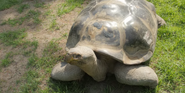 Toledo Zoo Tortoise