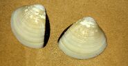 My beautiful clam shells 2021