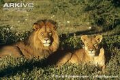 African lion and lioness