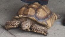 African spurred tortoise.jpg
