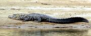 Caiman, black.jpg