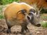 Red River Hog as Metridiochoerus