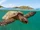 Hawksbill Sea Turtle
