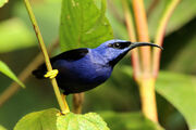 Honeycreeper, purple.jpg