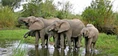 Knp-news-african-elephant-picky-feeding-habbits-590.jpg (38 KB)