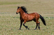 Mustang-horse-images-212