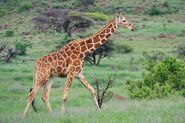 Reticulated Giraffe (V2)