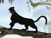 Asiatic Black Leopard