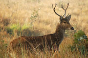 Rucervus duvaucelii.jpg
