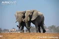 African-elephants (1).jpg (53 KB)